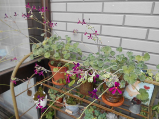 DSCN1578a.JPG