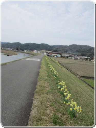 2752川土手の水仙_2752.jpg