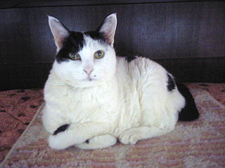 DVC120225_00001今日のニャンコQVGA.JPG