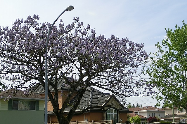 桐の花　全体像.jpg