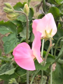 ピンクのスイートピー2016