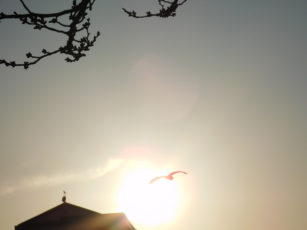 コピー - DSCN0505.JPG
