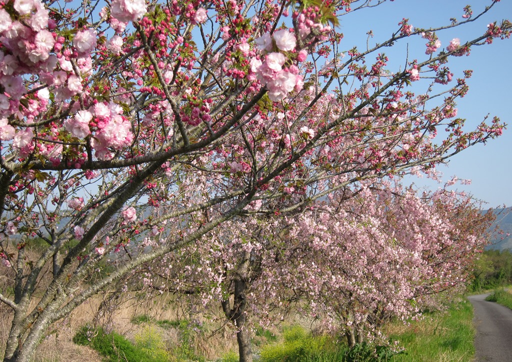 2017山桜.JPG