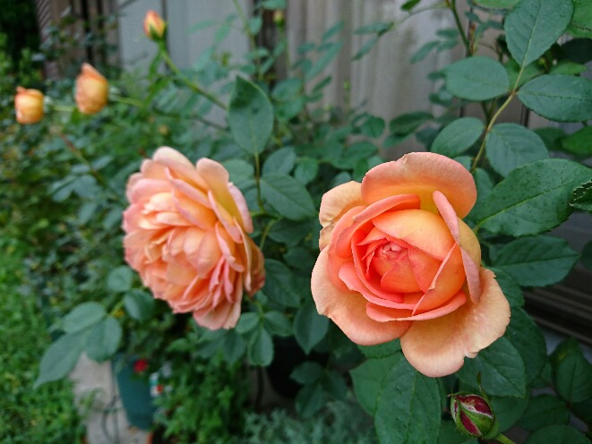 DSC_0108.JPG