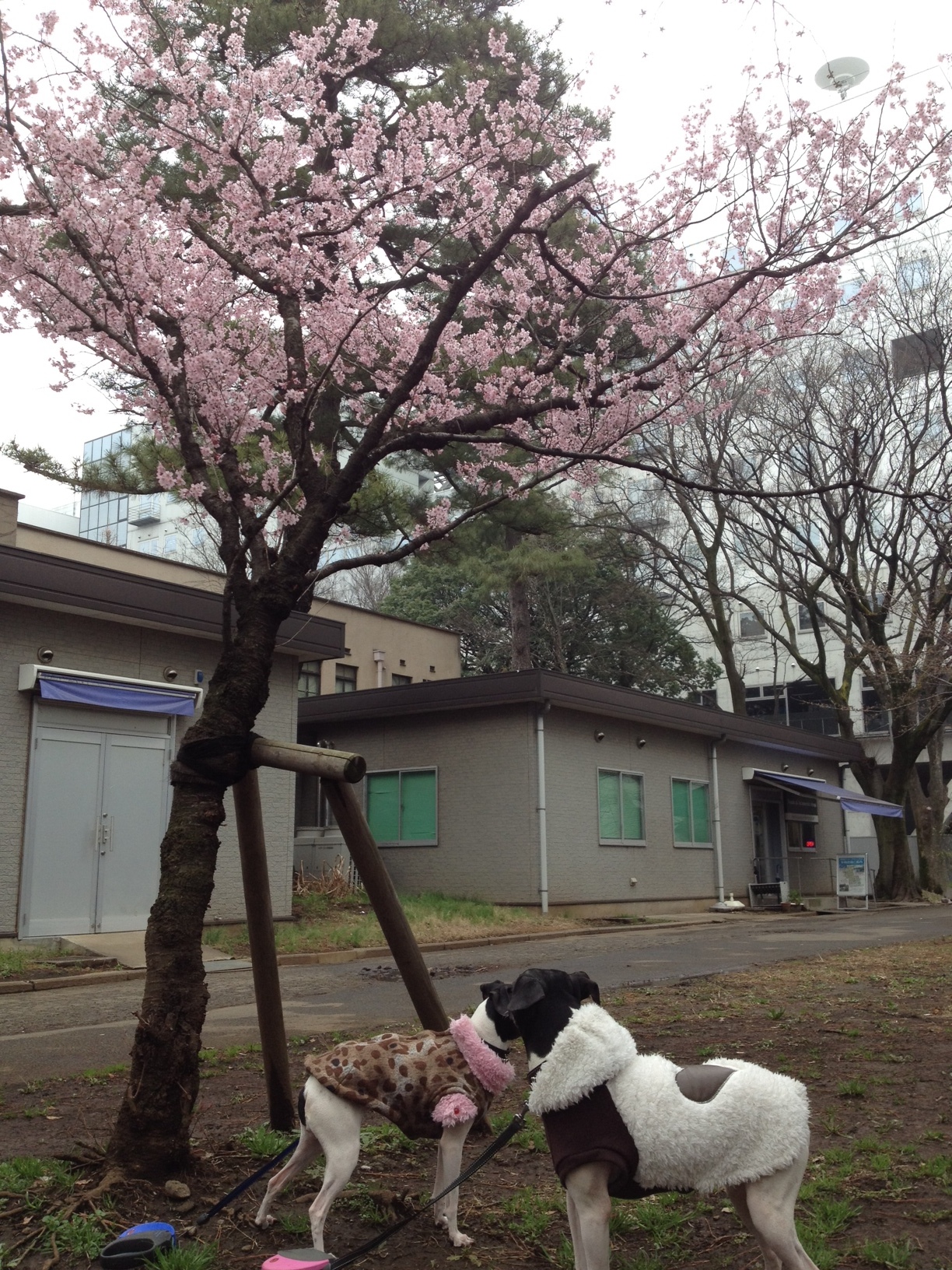 写真-113.JPG