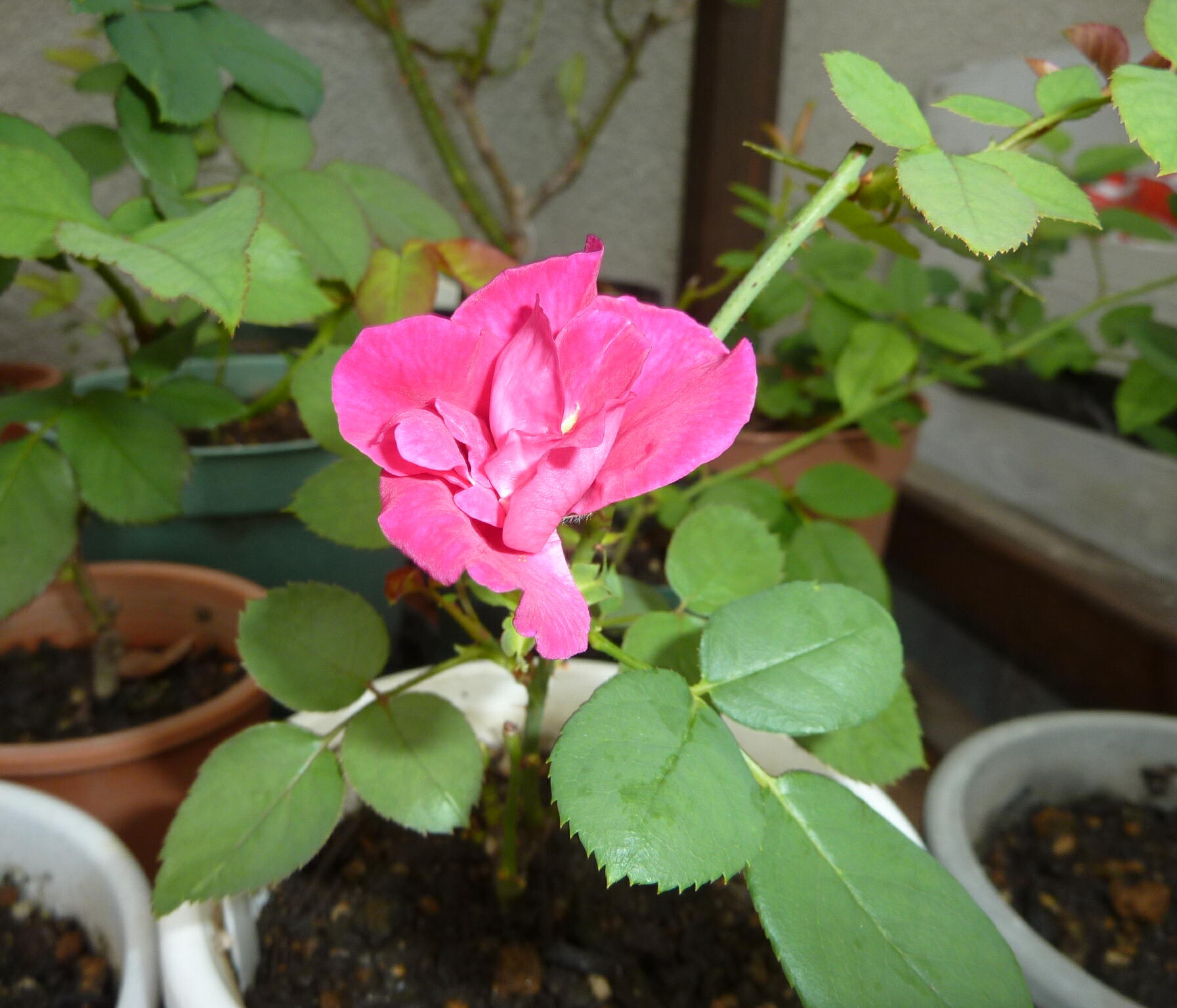 120826-bara-2.jpg