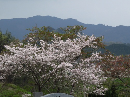 墓地の桜_1798.jpg