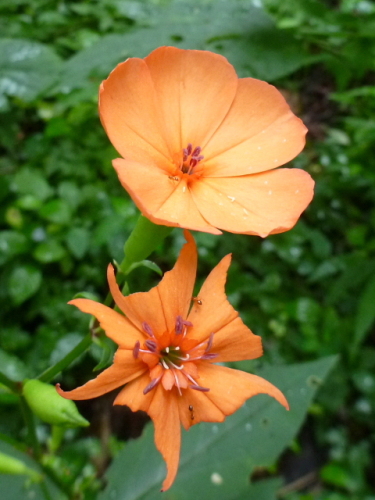 水上の里山の花201308196.jpg