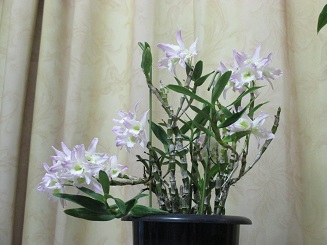 花シンビジュウム.jpg