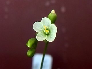 D.アングリカEU産の花9.jpg