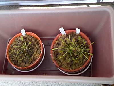 ドロセラ モウセンゴケ の栽培 僕の食虫植物日記 楽天ブログ
