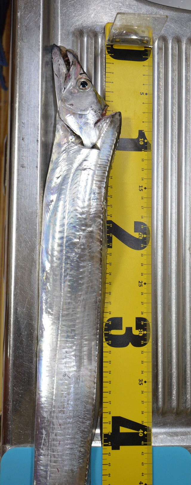 showPhoto (640×1624)