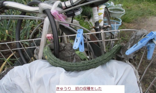 きゆうり.JPG
