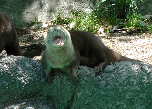 あくびするカワウソ