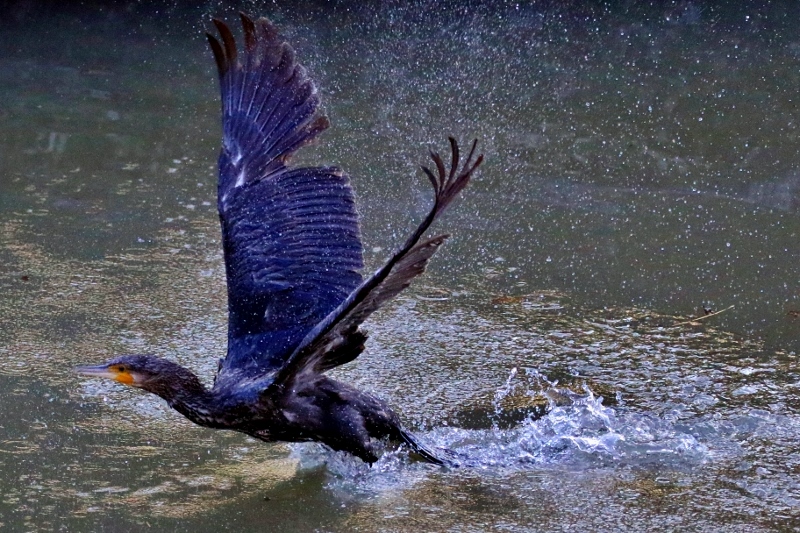 P95A0434 (800x533).jpg