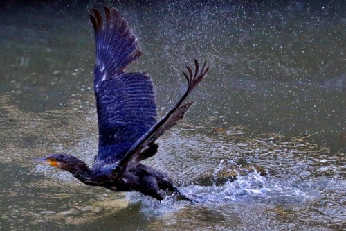 P95A0434 (800x533).jpg