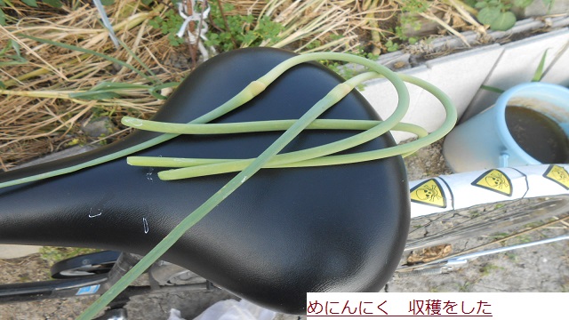 めにんにく.JPG