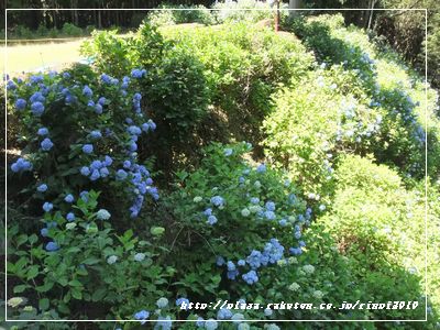 DSCF7906.JPG