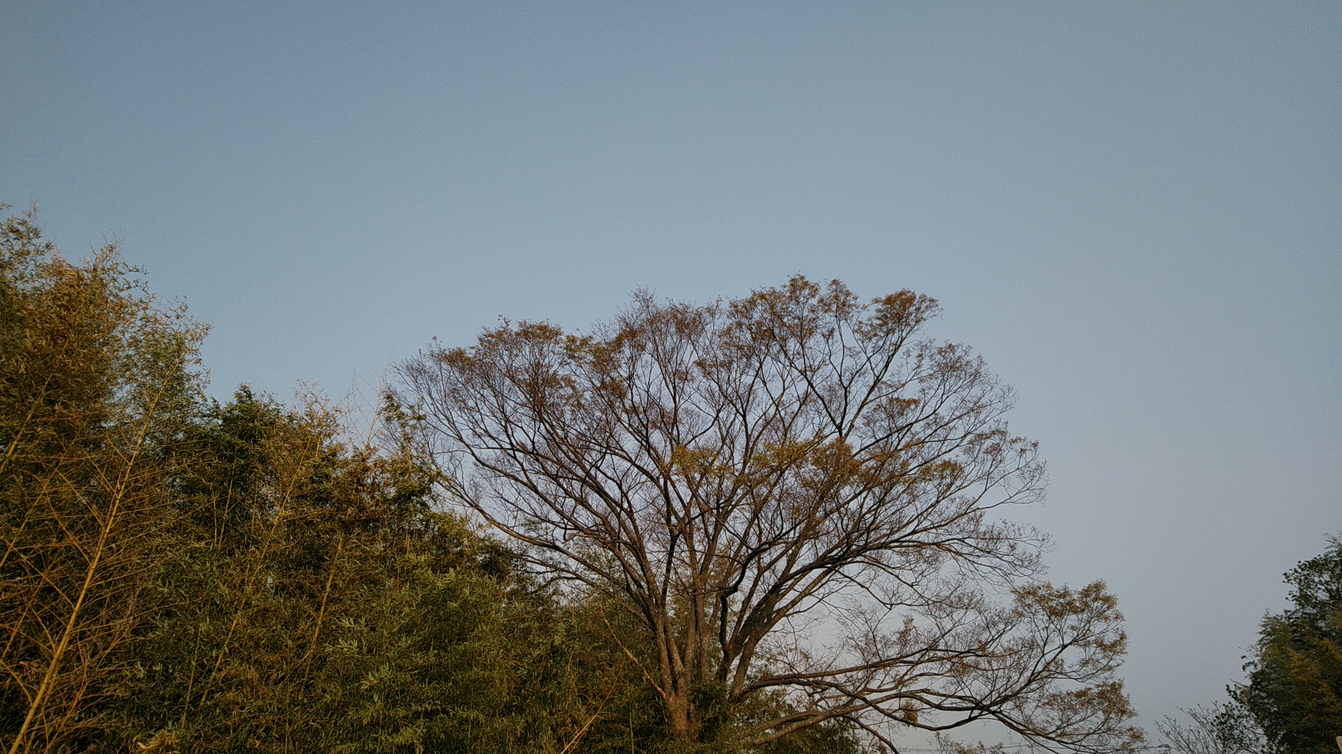 20190407  DSC_0003.jpg.jpg