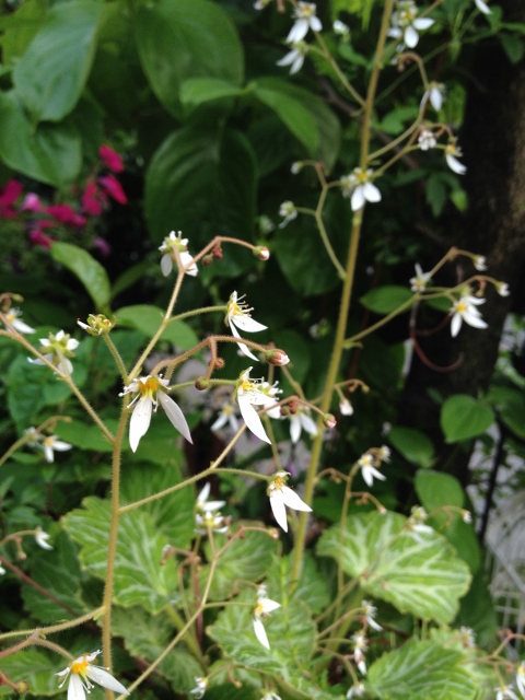 IMG_8943 (480x640).jpg