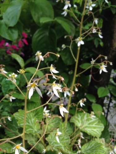 IMG_8943 (480x640).jpg