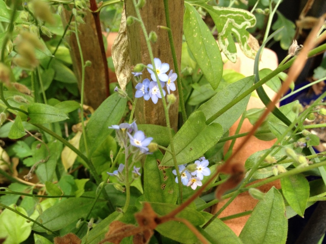 IMG_8971 (640x480).jpg