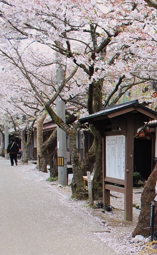 がいせん桜 (12) - コピー.JPG