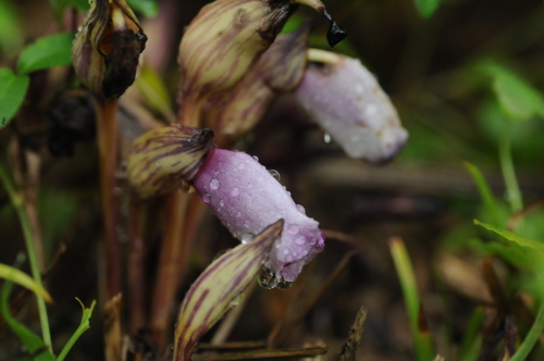 雨の自然研究園 013.jpg