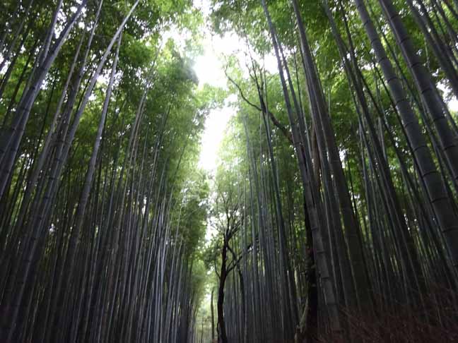 嵯峨野竹林 (2).JPG