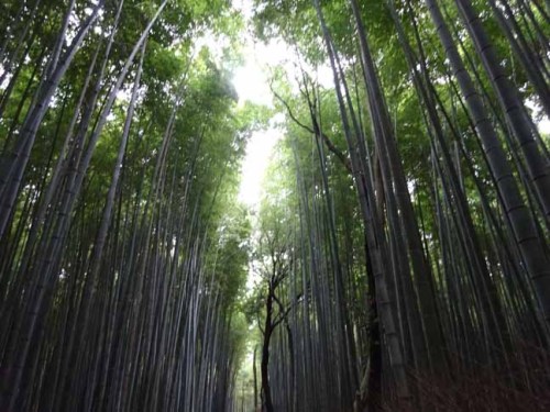 嵯峨野竹林 (2).JPG