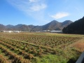 田園風景２.JPG