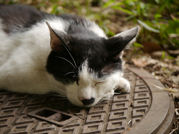 ひとやすみ2015.06.02上野.JPG