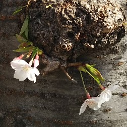 幹の瘤に桜2020.jpg