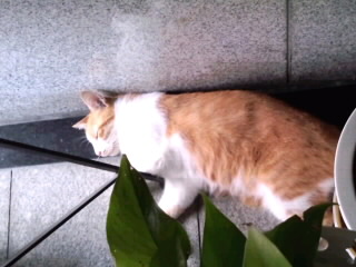 風通しの良いところで昼寝2015