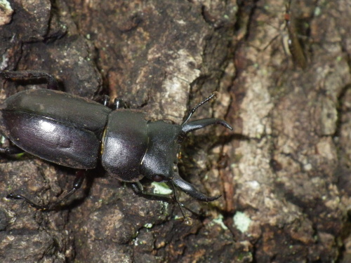 コクワガタ
