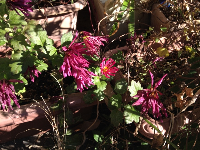 IMG_2582 (640x480).jpg