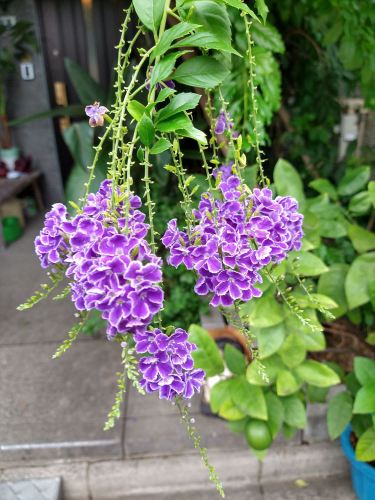 いい香りのする花 気ままにでんきこうさく 楽天ブログ