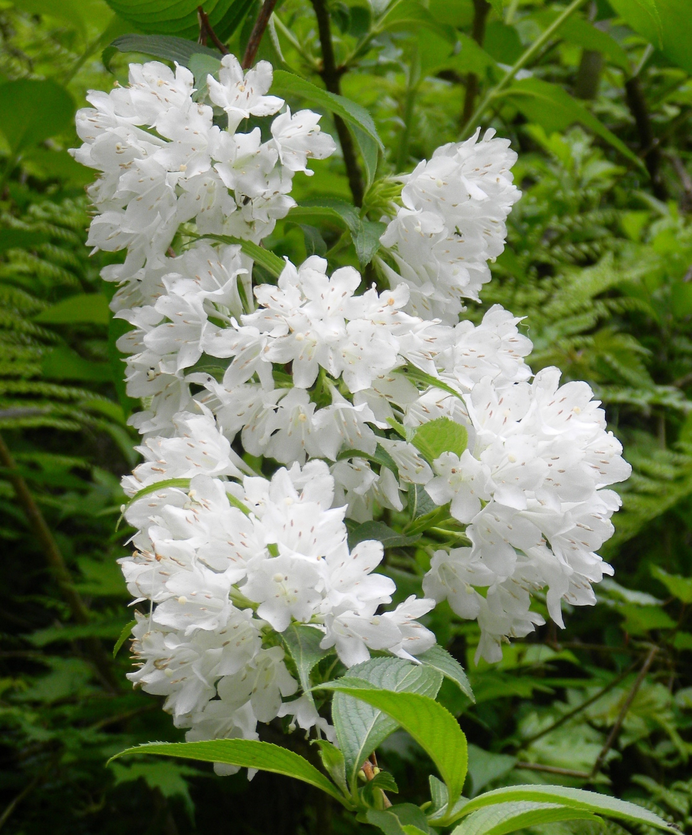 ウツギ（白） (2)(V.2012_05_17__10_59_15).jpg