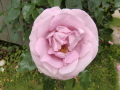 rose08.jpg