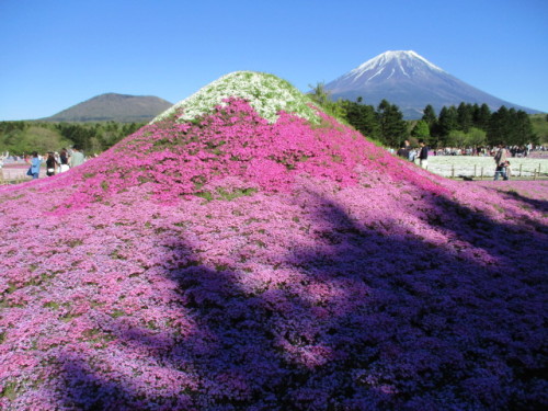 富士山とミニ芝桜富士