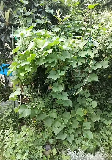 DSC_6453.JPG