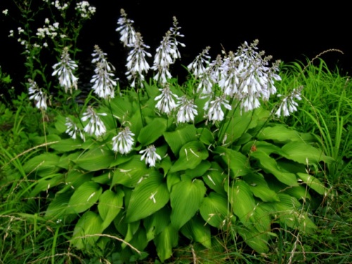 オオバギボウシの花 オオバギボウシの花言葉は 落ち着き 静寂 沈静 変わらない思い などだそうです しろうと自然科学者の自然観察日記 楽天ブログ