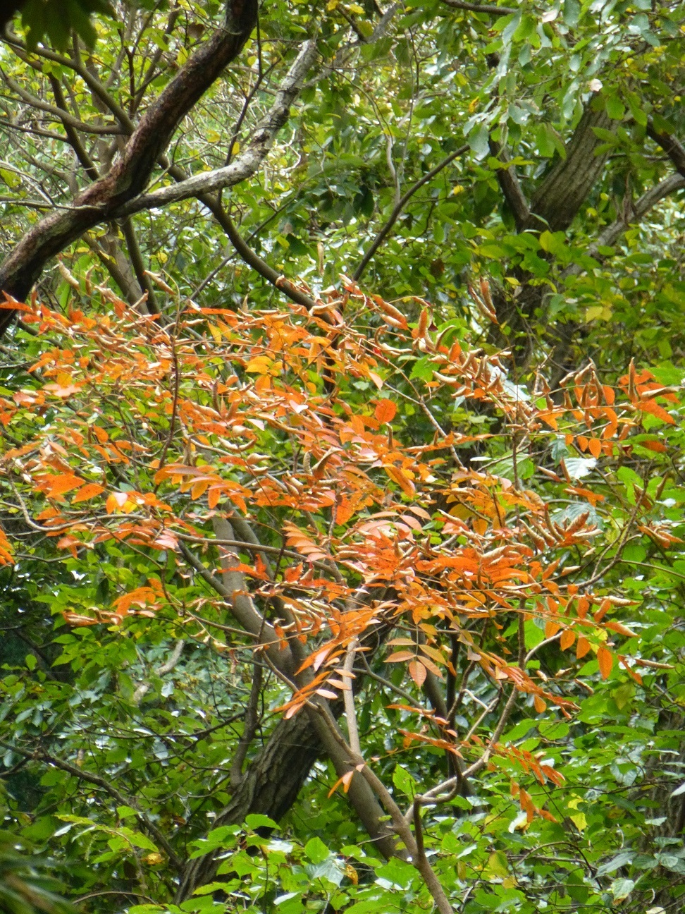 P1050260.JPG
