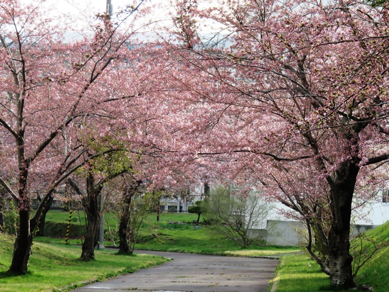 1桜の通り道.jpg