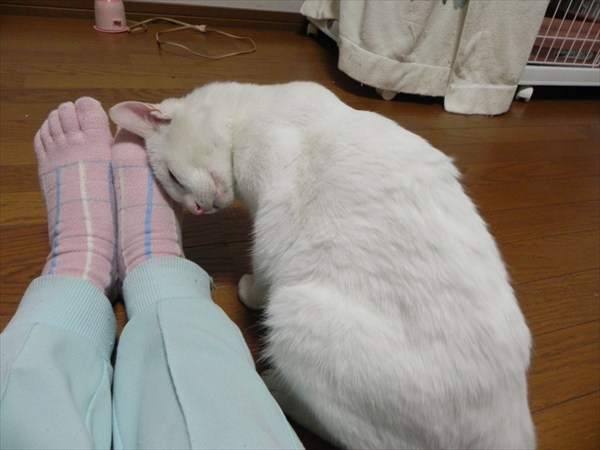 C:\fakepath\DSCN3870_R.JPG