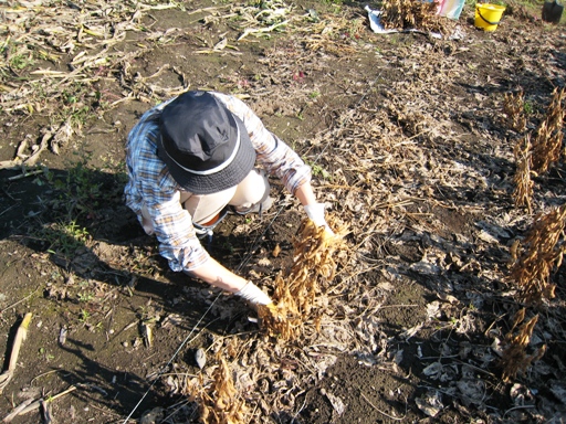 大豆の収穫　その３.JPG