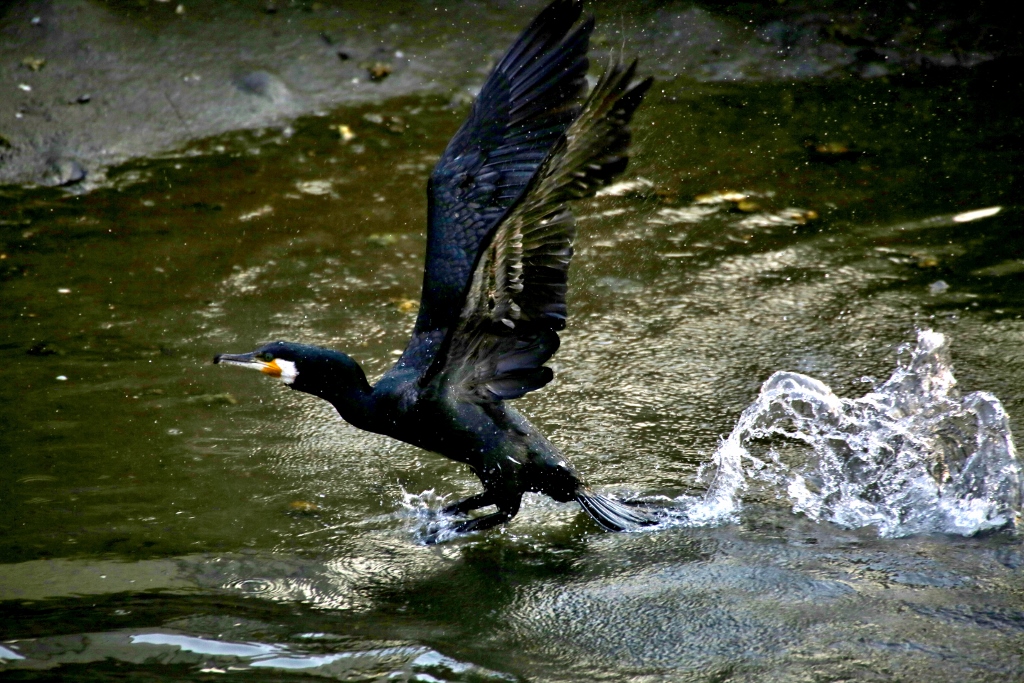 B97A1525 (1024x683).jpg