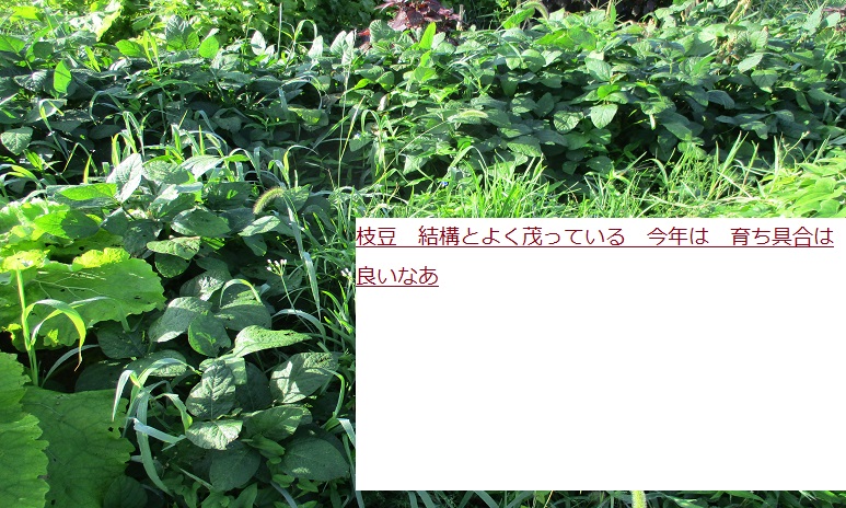 えだまめ (2).JPG