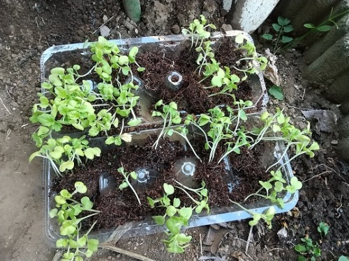 わさび菜と菜の花の芽を定植しました ゞ ネコ様とガーデニング 楽天ブログ