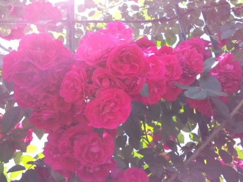 ローズピンク薔薇_露光過多2017